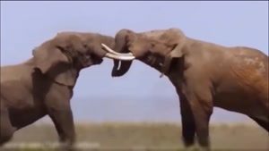 نجات فیل آنتلوپ را از دست پلنگ 