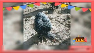 کلیپ حیوانات - مرغ و خروس های مزرعه