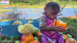 کلیپ حیوانات - بچه میمون بانمک