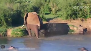 نبرد حیوانات وحشی / نجات بچه فیل از دهن تمساح 