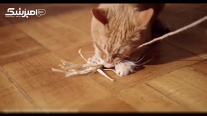 اشتباهات رایج در تغذیه گربه ها