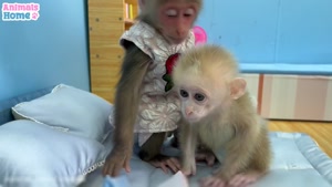 کلیپ حیوانات بامزه / لحظه های شیرین میمون وقتی که از میمون نوزاد مراقبت می کند