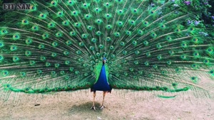 عجایب حیات وحش - گریه طاووس