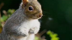 مستند حیات وحش - رفتارهای بامزه حیوانات مقابل دوربین