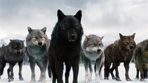 مستند حیات وحش - گرگ آلفا سیاه رهبر گروه گرگ ها 