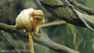 حیات وحش - مستند حیوانات زیبا در حیات وحش جنگل آمازون - جنگل بارانی آمازون
