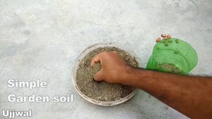 آموزش کاشت بادام زمینی در خانه