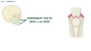 موزش دستیار دندانپزشک -آناتومی و فیریولوژی دندان