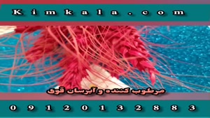 کرم زعفران کاسنی /09120132883 /09120750932 