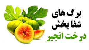 خواص برگ های درخت انجیر