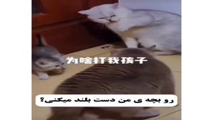 دعوای گربه ها سر بچش