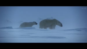 خرس قطبی Polar Bear 2022