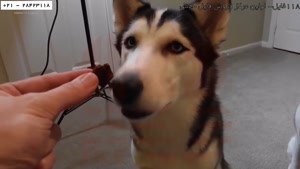 آموزش تربیت سگ-نحوه ی صحیح قلاده بستن به سگ هاسکی