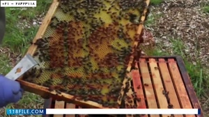 آموزش زنبورداری نوین-بازرسی هفتگی برای یافتن حشره