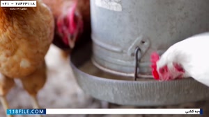 آموزش پرورش مرغ محلی-آموزش پرورش مرغ تخمگذار صنعتی-مقدار غذا