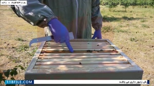 آموزش زنبورداری حرفه ای- بخش دوم تعویض شانه ی خارجی