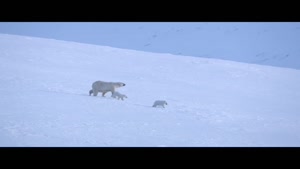 تریلر مستند Polar Bear 2022 خرس قطبی