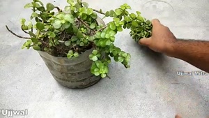 آموزش تکثیر قلمه گیاه یشم در گلدان کوچک