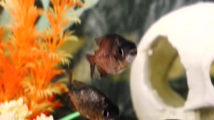 نبرد حیوانات - اگر ماهی های بزرگ به پیرانا پرتاب شوند