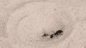 نبرد حیوانات - نبرد وحشیانه آنلیون و مورچه ها