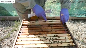 آموزش زنبورداری حرفه ای-طریقه زنبورداری در منزل-چک و وارد و 