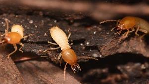 نبرد حیوانات - مورچه ویور در مقابل مورچه بافنده