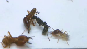 نبرد حیوانات - مورچه ها در مقابل موریانه ها