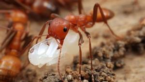 نبرد حیوانات - مانتیس و مورچه های زرد