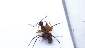 نبرد حیوانات - مورچه ها در مقابل حشرات دیگر