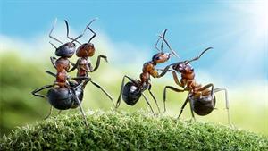 نبرد حیوانات - نبرد دراماتیک هزارپا علیه مورچه