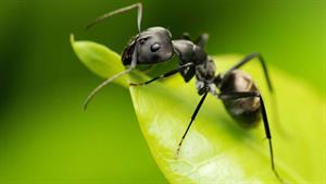 نبرد حیوانات - مورچه های گلوله در مقابل مول کریکت