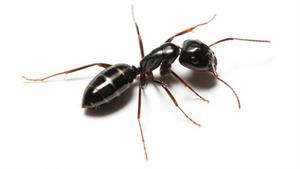 نبرد حماسی مورچه و موریانه