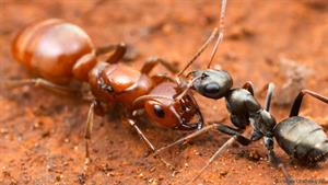 نبرد حیوانات - کلونی مورچه ها در مقابل کلونی موریانه ها