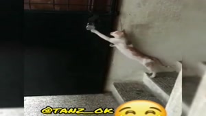 کلیپ خنده دار / گربه باکلاس 