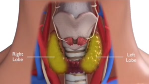 غده تیروئید چیست 