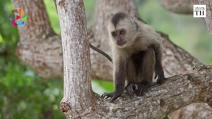 ویروس آبله میمون چیست؟ چقدر خطرناک است؟