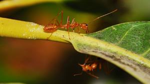 نبرد حیوانات - مورچه‌های آتش در مقابل مورچه‌های نجار