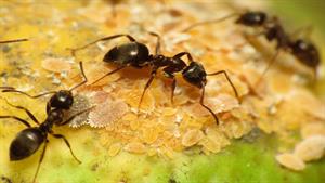 نبرد حیوانات - نجات ملکه مورچه در برابر موریانه