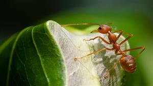 نبرد حیوانات - نبرد دیدنی مورچه در مقابل سوسک