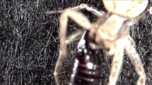 نبرد حیوانات - خرچنگ اسپایدر در مقابل مورچه باغ