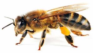 نبرد حیوانات - نبرد بی رحمانه زنبور در مقابل مورچه
