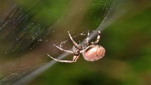 نبرد حیوانات - عنکبوت مرواریدی در مقابل عنکبوت