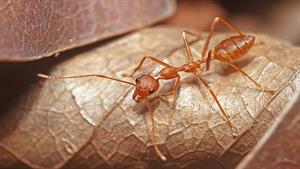 نبرد حیوانات - درنده ای در مقابل مورچه ها