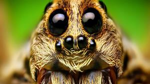 نبرد حیوانات - مورچه در مقابل عنکبوت