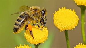 نبرد حیوانات - نبرد زنبور و هزارپا