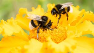 واکنش های حفاظتی خرچنگ ،زنبور و قورباغه زرد در مقابل هم