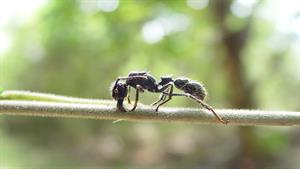 نبرد حیوانات - نبرد بی رحمانه دو گونه مورچه