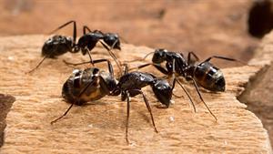 نبرد حیوانات - مبارزه دیدنی مورچه و عنکبوت