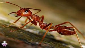 نبرد حیوانات - ملخ - آخوندک و مورچه های قرمز در مقابل هم