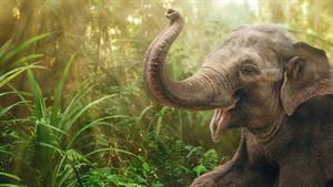 مستند حیات وحش - پلنگ ها، بوفالوها و فیل های آفریقا